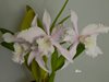 Laelia lobata concolor 